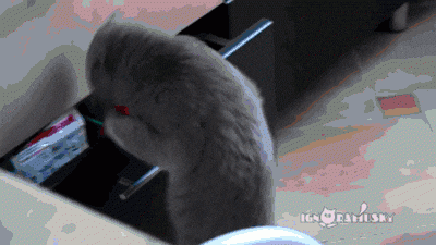 A cat caught red-handed in a drawer, a busted reaction