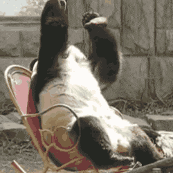 A panda tipping over backwards in an oh-no reaction
